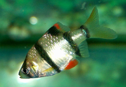 Tiger Barb - Quantity of 3